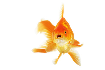 Fototapeta premium Beautiful fantail goldfish