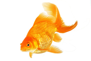 Beautiful fantail goldfish