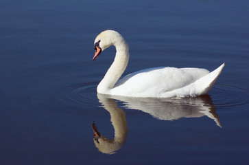 Plakat swan