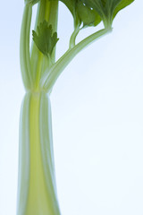 Obraz premium セロリ