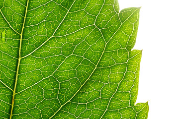 green leaf texture