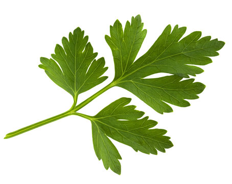 parsley green leaf