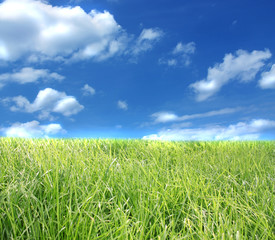 Obraz premium The blue sky and green grass.
