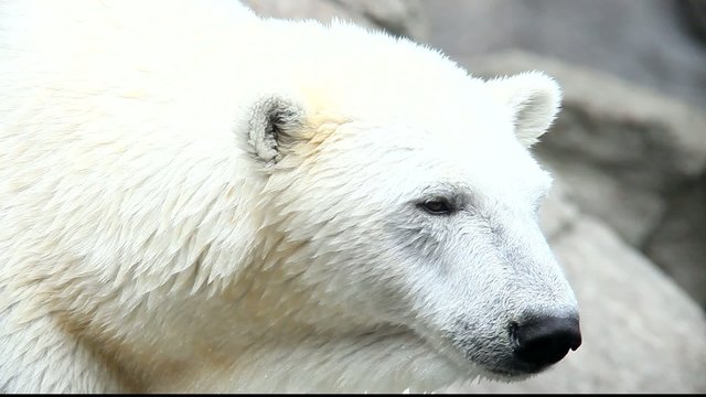 eisb&auml;r