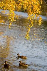 autumn colors in the park