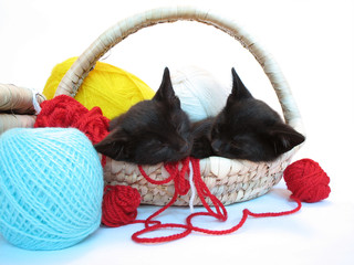 two kitties sleeping in the basket with yarn for knitting