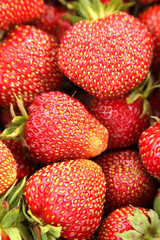 A lot of strawberries