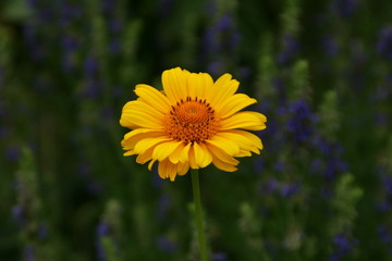 gelbe Sonnenblume