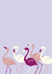 flamingo