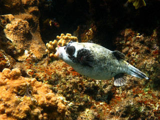 Masked puffer and coral reef © Vintonyak Roman