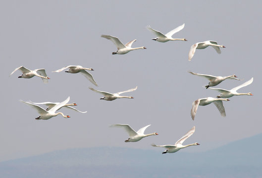 Cigni in volo