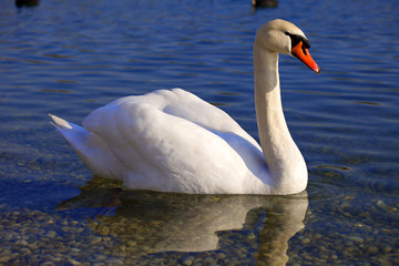 Naklejka premium Elegant Swan on the blue lake