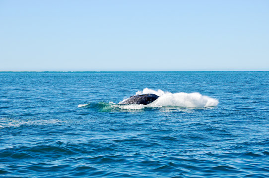 Springender Grauwal Whale Watching
