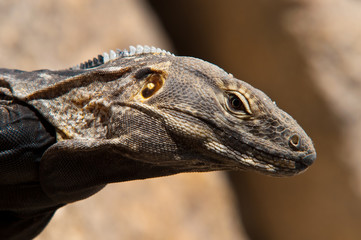 Leguan beim Sonnenbad