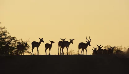 Fototapeten Antilope Group of red Impala  © Hedrus