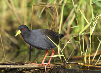 Black Crake Limnocorax flavirostra