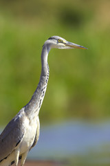 Grey Heron bird