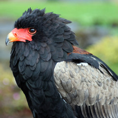 Gaukler