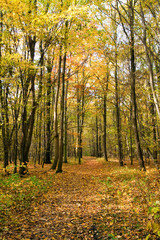 Obraz premium Herbstwald