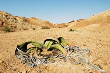 Welwitschia Pflanze in der Namib-Wüste, Namibia