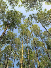 many birch trees and blue sky in the forest