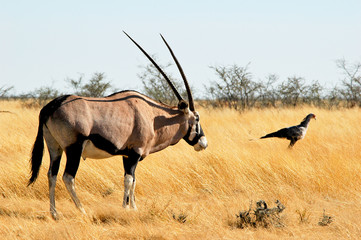 Oryx Antilope im Etosha Nationalpark