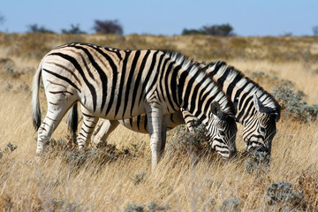 Zebras im Etosha Nationalpark, Namibia