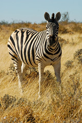 Zebra im Etosha Nationalpark, Namibia