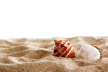 Seashells on the beach