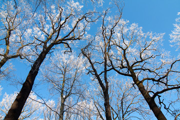 Winterwald
