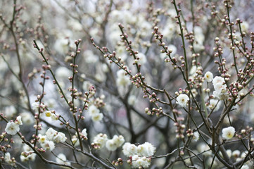 梅の花