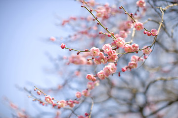 梅の花