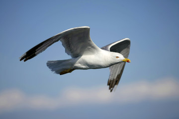 Gabbiano in volo