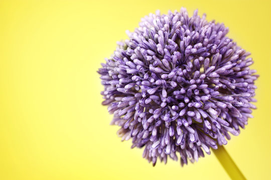 Purple Alium flower on yellow background