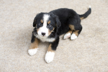 子犬 © Paylessimages