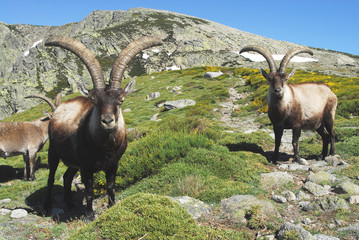 Gredos y cabras