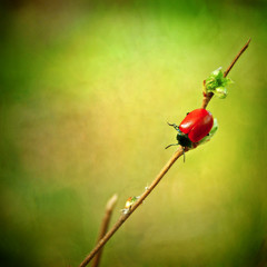 Ladybird with no drops. Coccinella bipunctata. Melasoma populi.