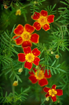 Tagates flowers