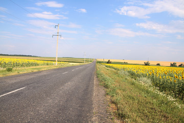 Fototapeta na wymiar road near sunflower field