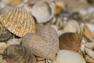 Steinherz und Muscheln