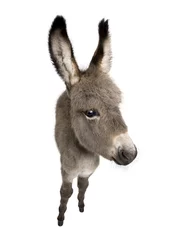 Raamstickers wide-angle view of a donkey foal (2 months) © Eric Isselée