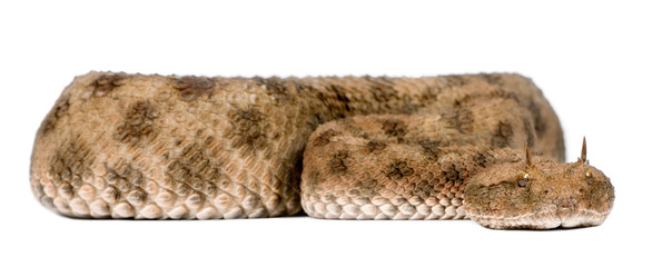 Saharan horned viper - Cerastes cerastes