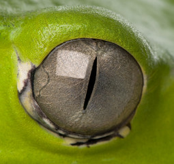 close-up on a frog eye © Eric Isselée