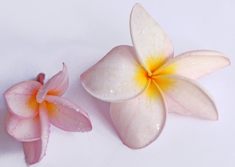 Fototapeta na wymiar dwa kwiaty frangipani