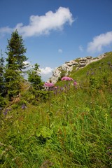 Bergwiese