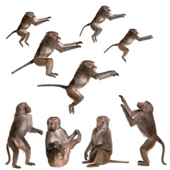 many views of Baboon in differents size and position