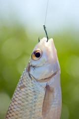 Fish caught on a hook