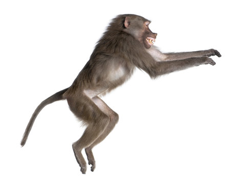 side view of a Baboon jumping -  Simia hamadryas