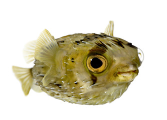 Long-spine porcupinefish also know as spiny balloonfish (fish) -