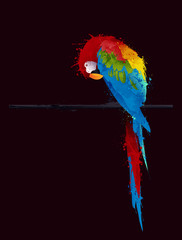 Fototapeta premium vector parrot parakeet, graffiti